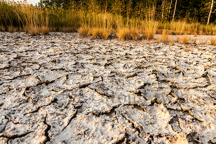 Cracked Mud and Grasses