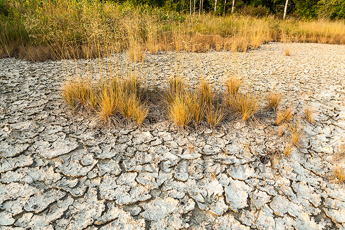 Cracked Mud and Grasses