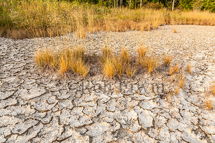 Cracked Mud and Grasses