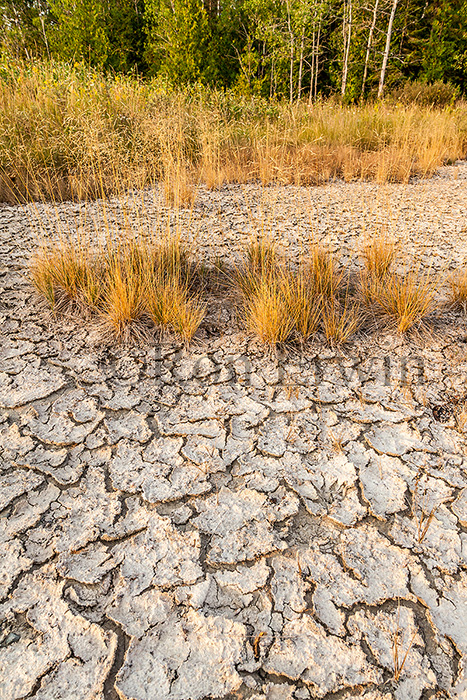 Cracked Mud and Grasses