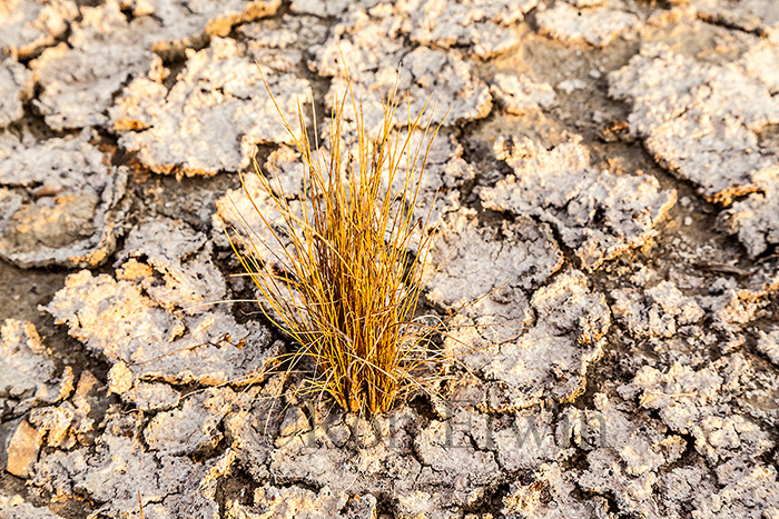 Cracked Mud and Grasses