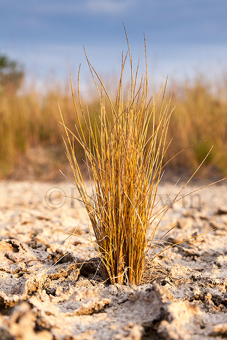 Cracked Mud and Grasses