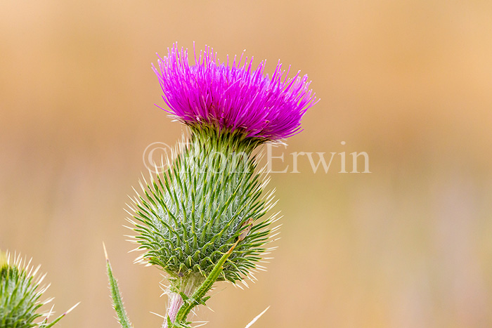 Bull Thistle Flower
