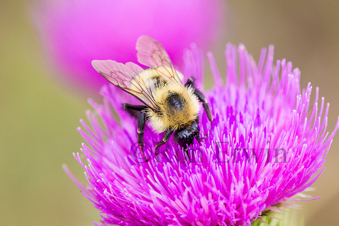 Bumble Bee