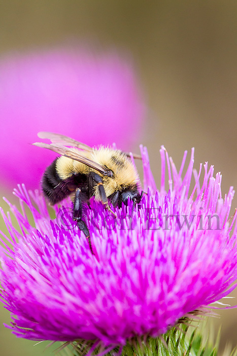 Bumble Bee