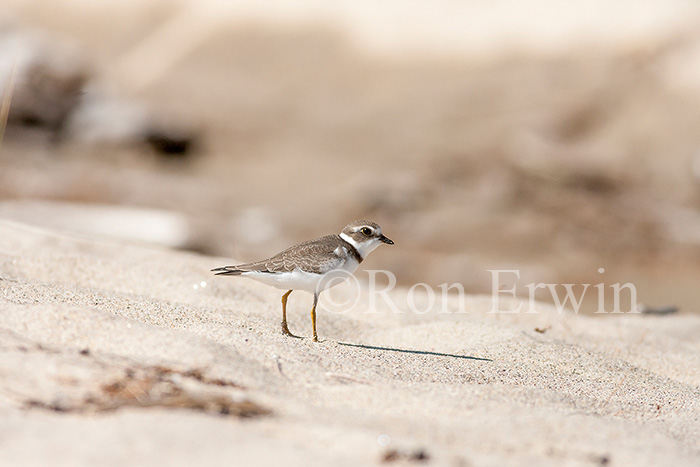 Semipalmated Plover