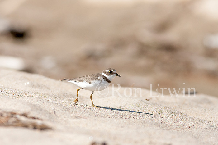 Semipalmated Plover