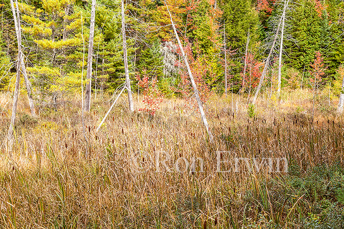 Cattails in Fall