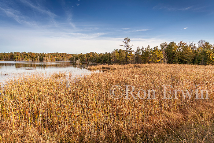 Wetlands in Ontario