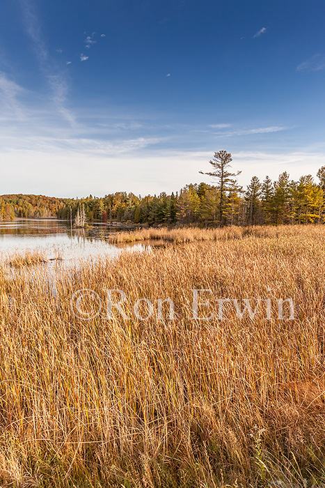 Wetlands in Ontario