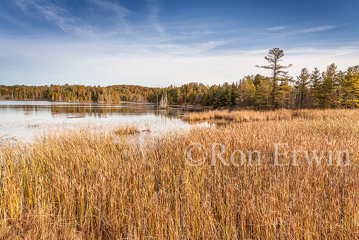 Wetlands in Ontario