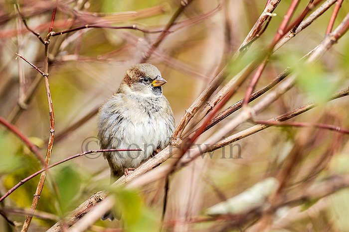 Male House Sparrow