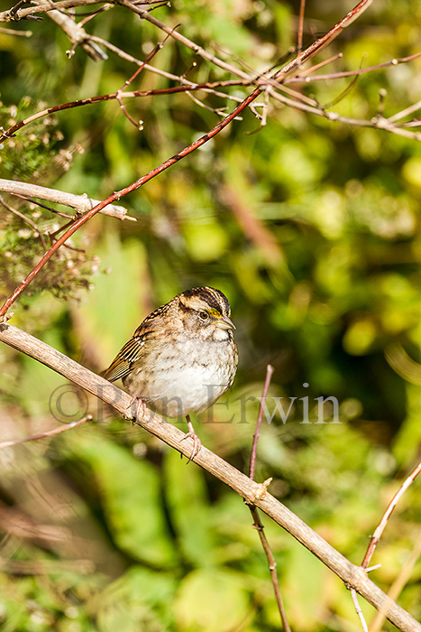 White-throated Sparrow