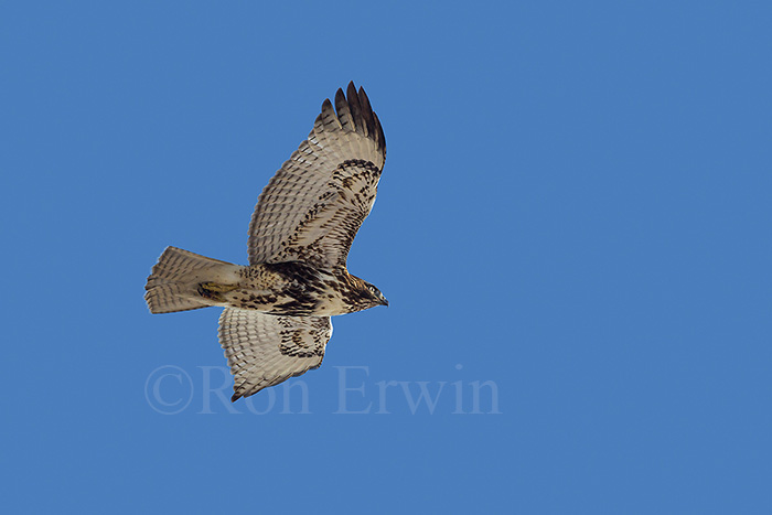 Red-tailed Hawk
