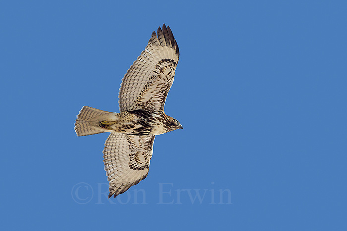 Red-tailed Hawk