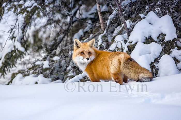 Red Fox