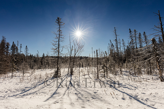 Algonquin in Winter