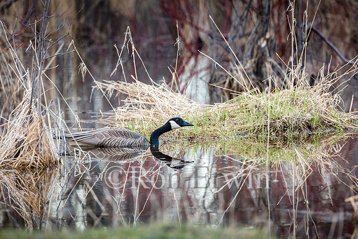 Canada Goose
