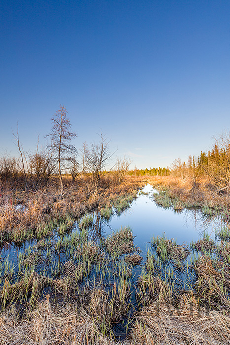 Manitoulin Island, ON Wetlands