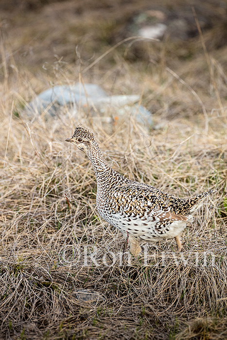 Sharp-tailed Grouse