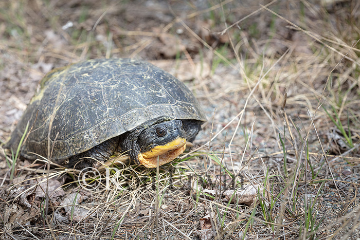 Blanding's Turtle