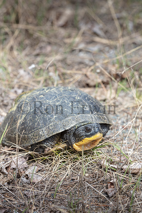 Blanding's Turtle