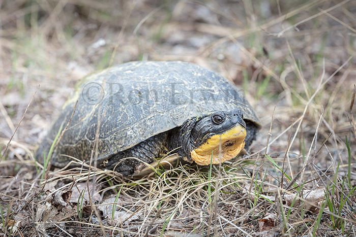 Blanding's Turtle