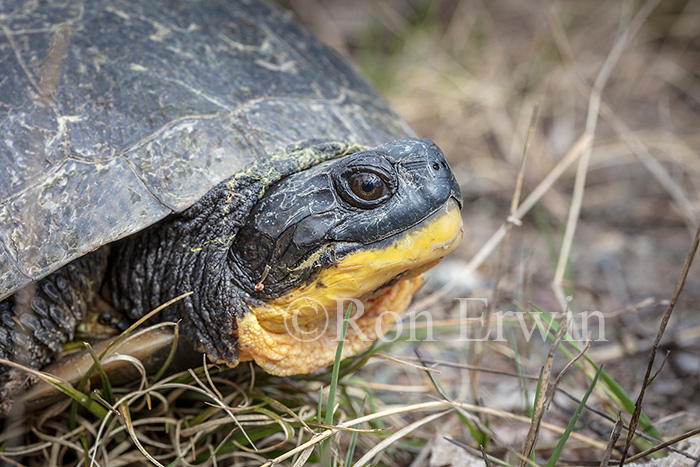 Blanding's Turtle