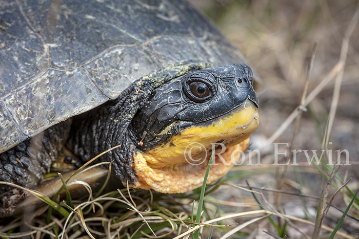 Blanding's Turtle