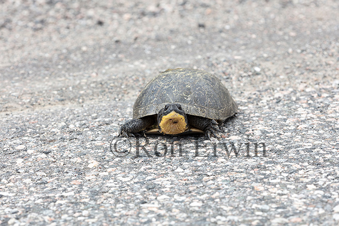 Blanding's Turtle