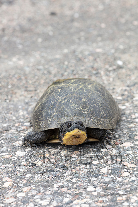 Blanding's Turtle