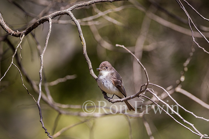 Eastern Phoebe