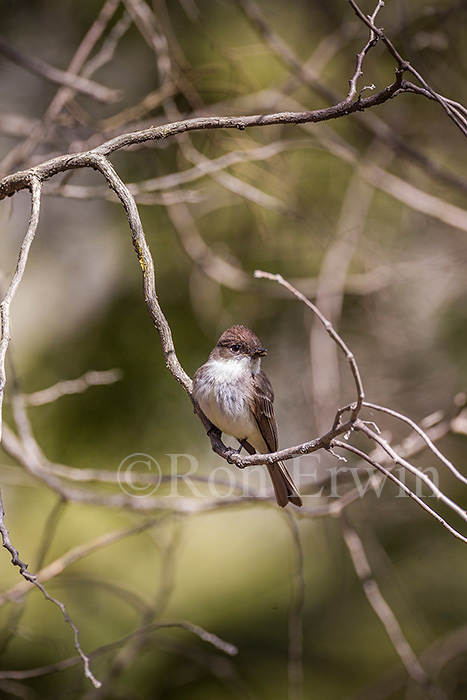 Eastern Phoebe