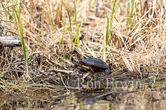 Midland Painted Turtle