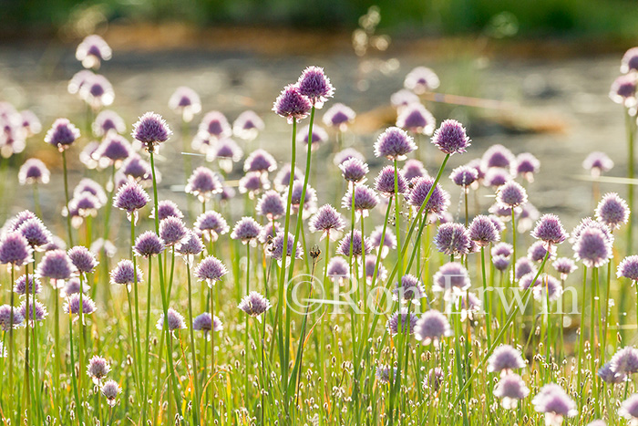 Wild Chives