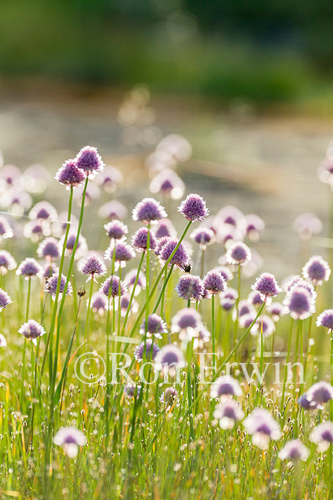 Wild Chives