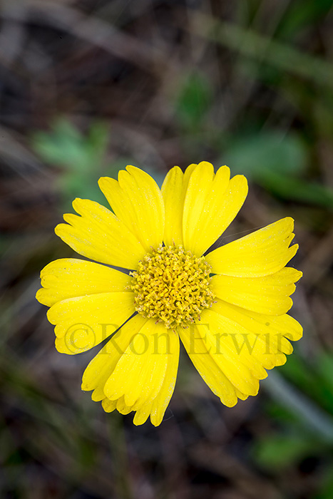 Manitoulin Gold