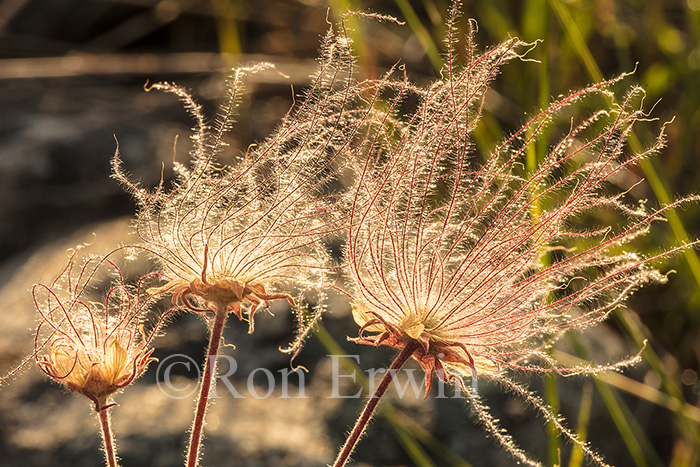 Prairie Smoke