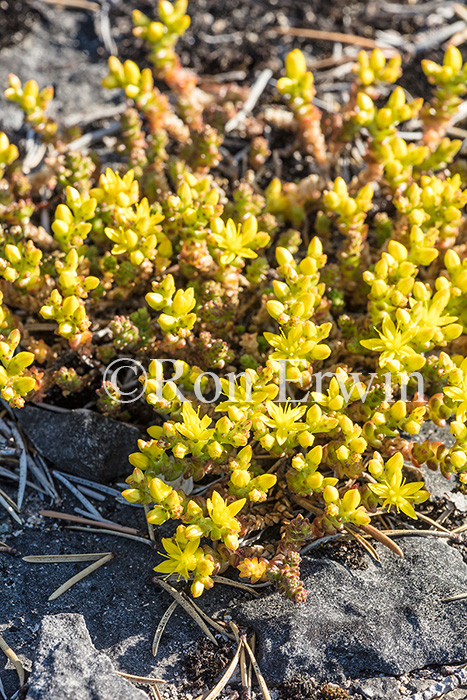 Mossy Stonecrop