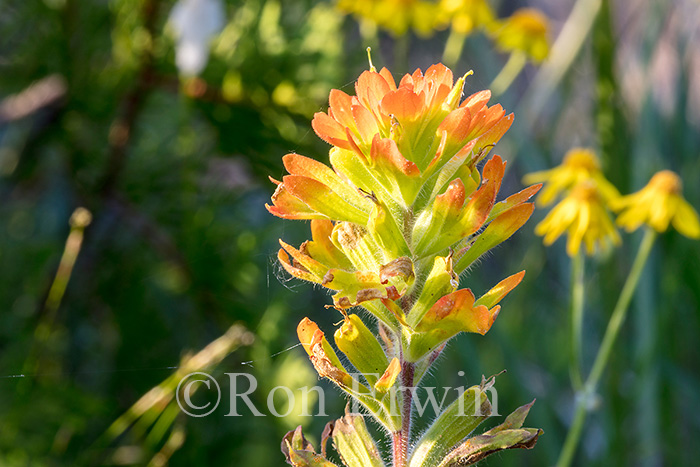 Indian Paintbrush