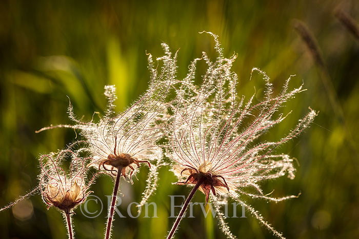 Prairie Smoke