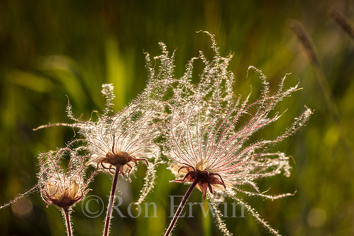 Prairie Smoke