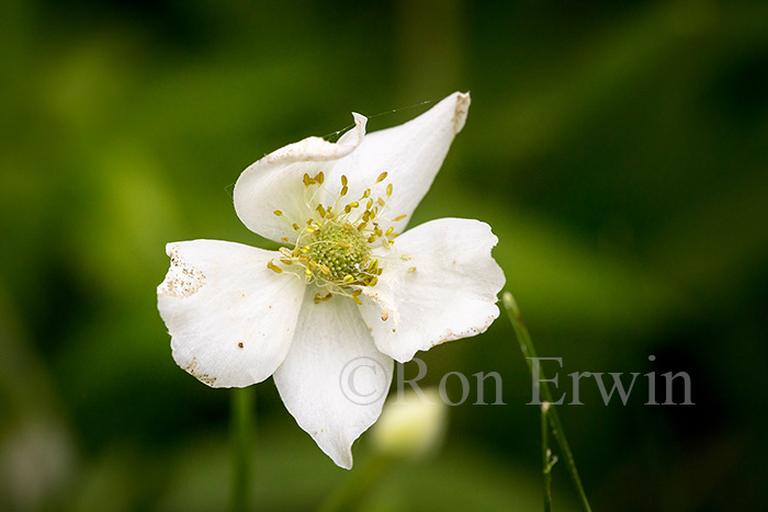 Canada Anemone