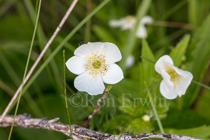 Canada Anemone
