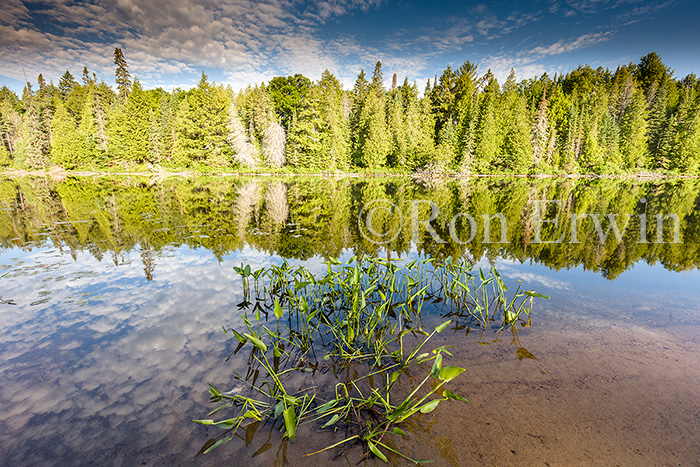 Source Lake, Algonquin, ON