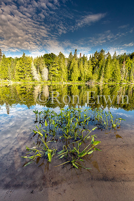 Source Lake, Algonquin, ON