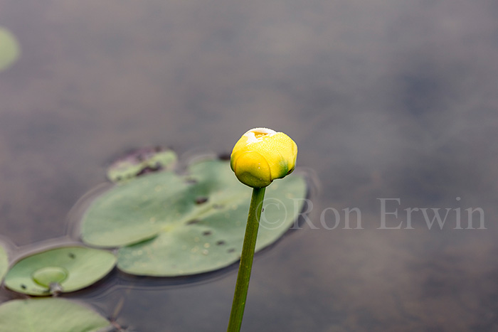 Yellow Pond Lily