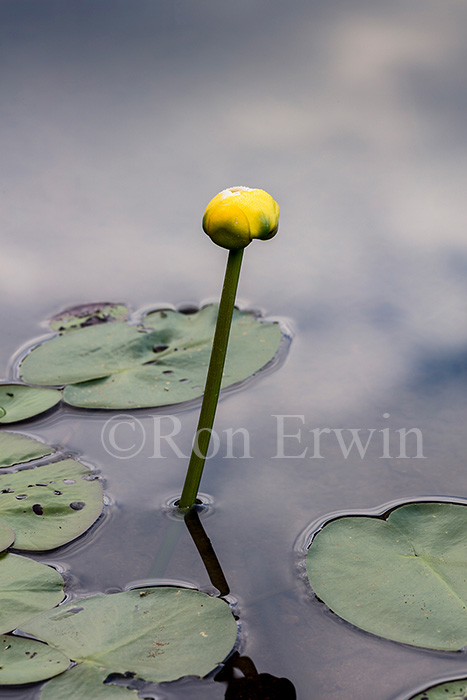 Yellow Pond Lily