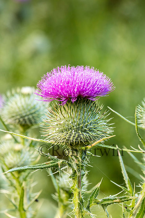 Bull Thistle Flower