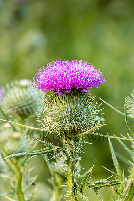 Bull Thistle Flower